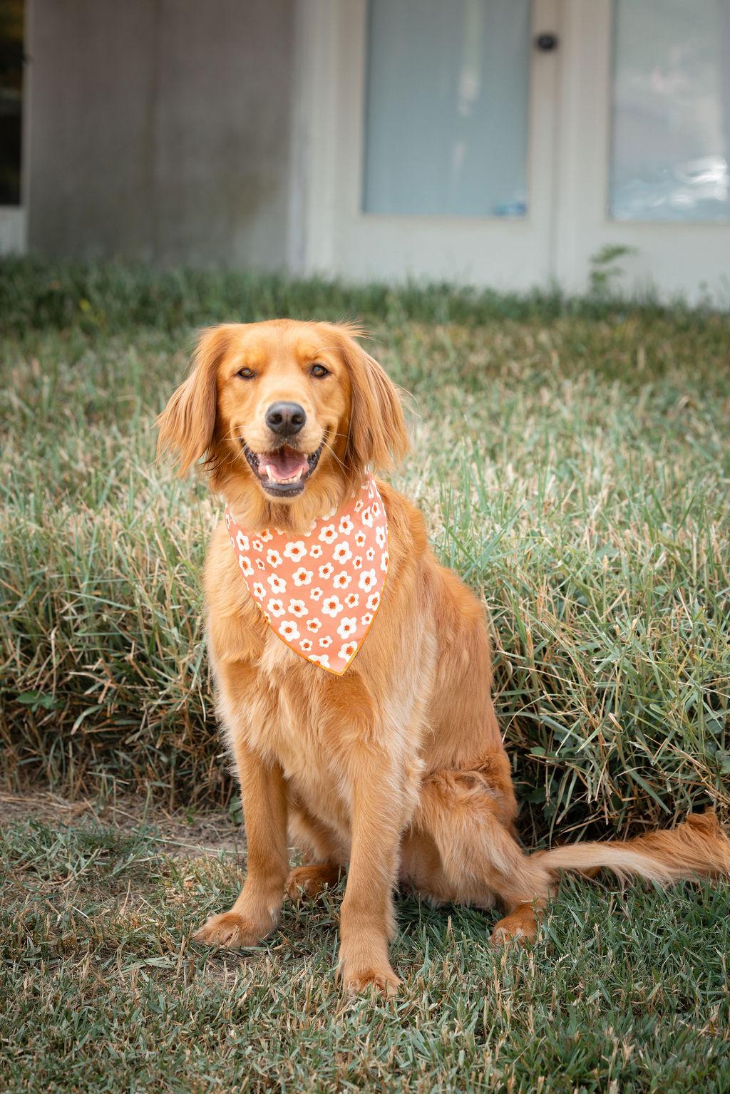 Golden Retriever-Mississippi-Red-Addiction-Alcohol-Treatment